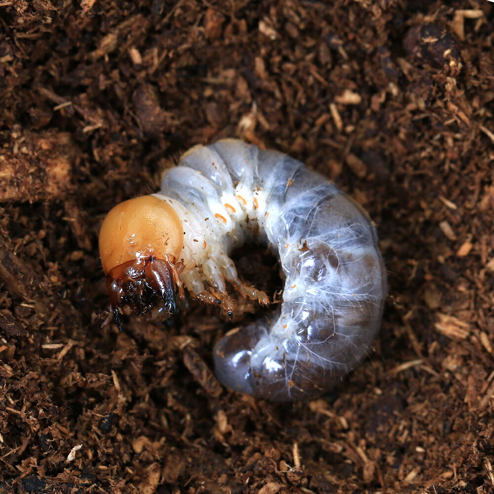 （昆虫）ドルサリスノコギリクワガタ（原名亜種）南カマリネス産　幼虫（2〜3令）（1匹）　北海道・九..