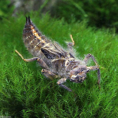 （昆虫）オニヤンマ　幼虫（ヤゴ）WD（亜終令〜終令）（5匹）　北海道・九州航空便要保温