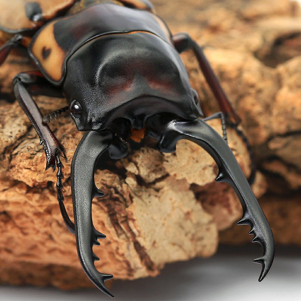 （昆虫）ファブリースノコギリクワガタ（亜種タカクワイ）タリアブ島産　成虫　75〜79mm（1ペア）　北..