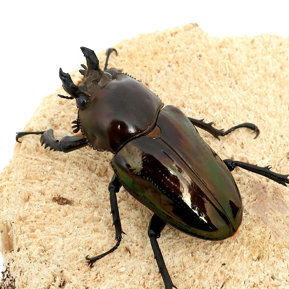 （昆虫）ニジイロクワガタ　クィーンズランド産　幼虫（2〜3令）（1匹）【親オス（...