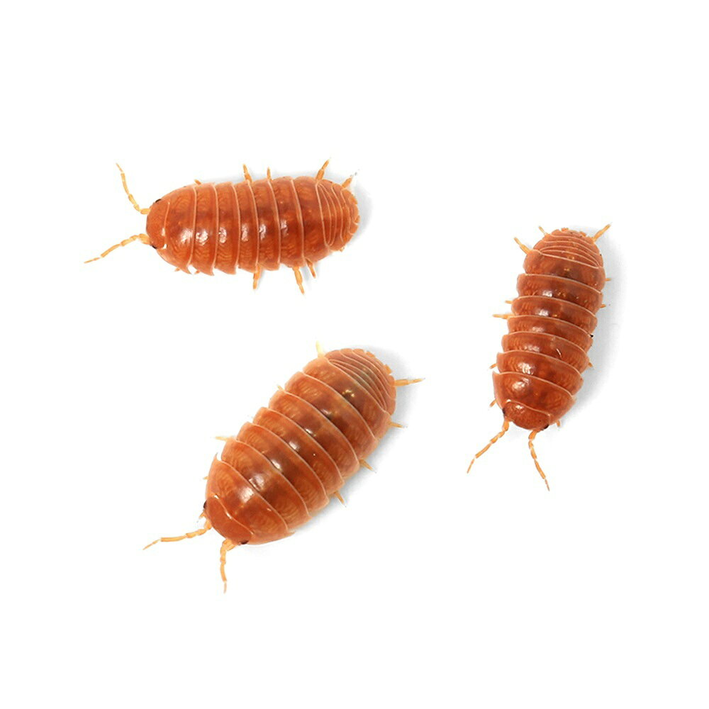 （昆虫）オカダンゴムシ　レッド　CB（10匹）