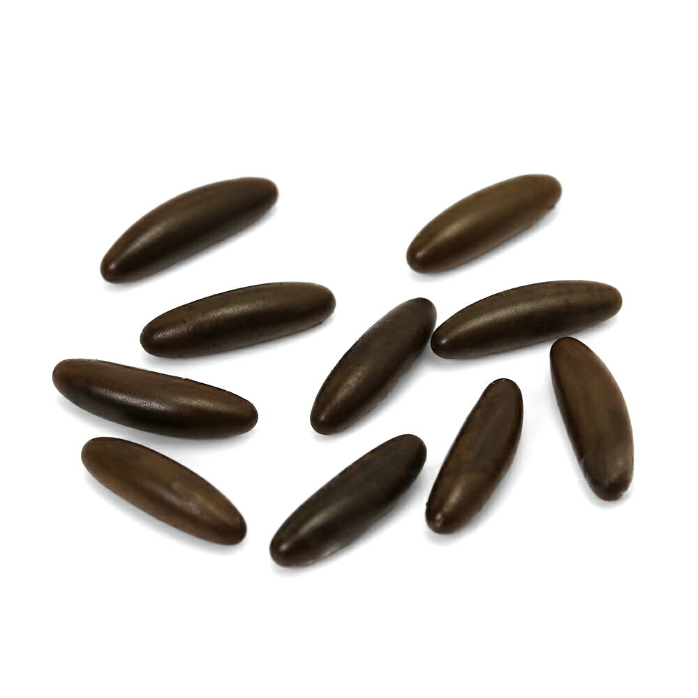 （昆虫）ヤブキリsp．長野県上田市産のたまご 10個入り（1カップ） 北海道・九州航空便要保温