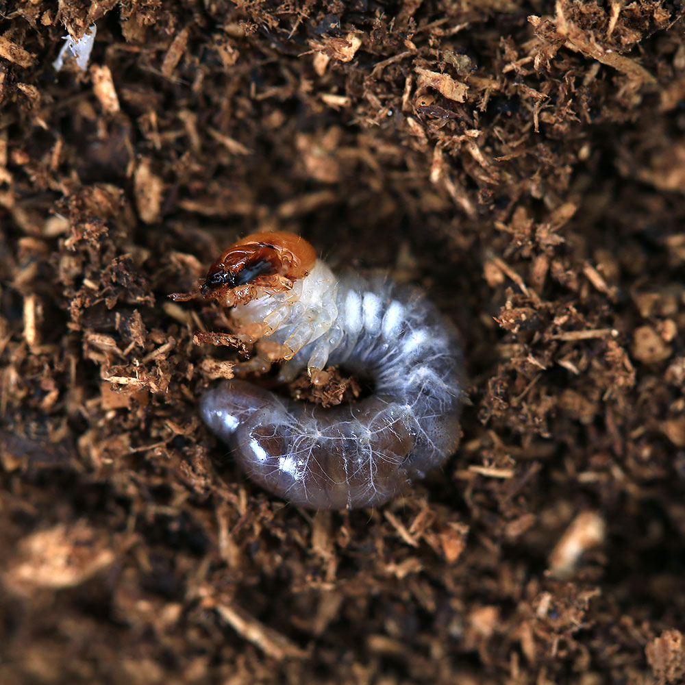 Insects - （昆虫）ジュリエットノコギリクワガタ　フィリピン産　幼虫（初〜2令）（1匹）　北海道・九州航空便要保温