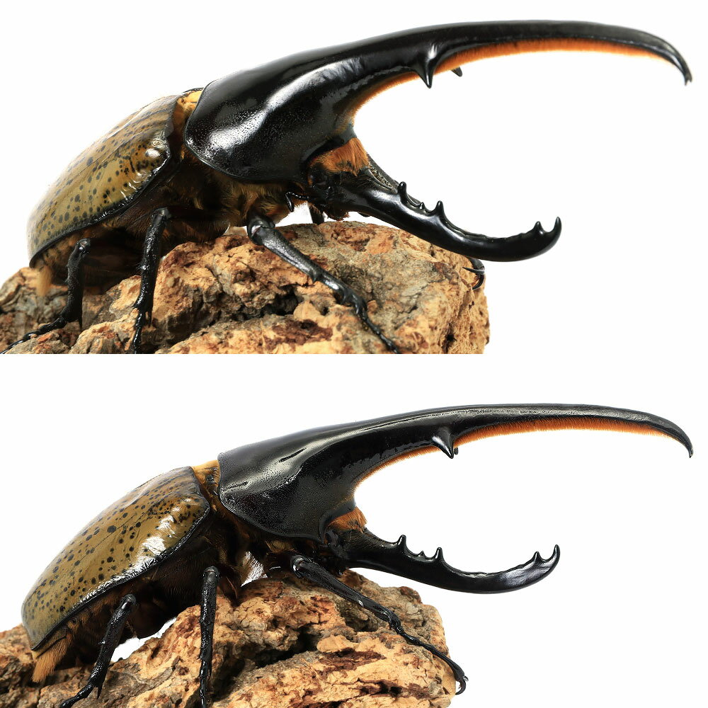 Rhinoceros Beetle - （昆虫）一点物　ヘラクレス・ヘラクレス　グアドループ産　成虫　オス148mm　メス67mm（1ペア）　北海道・九州航空便要保温