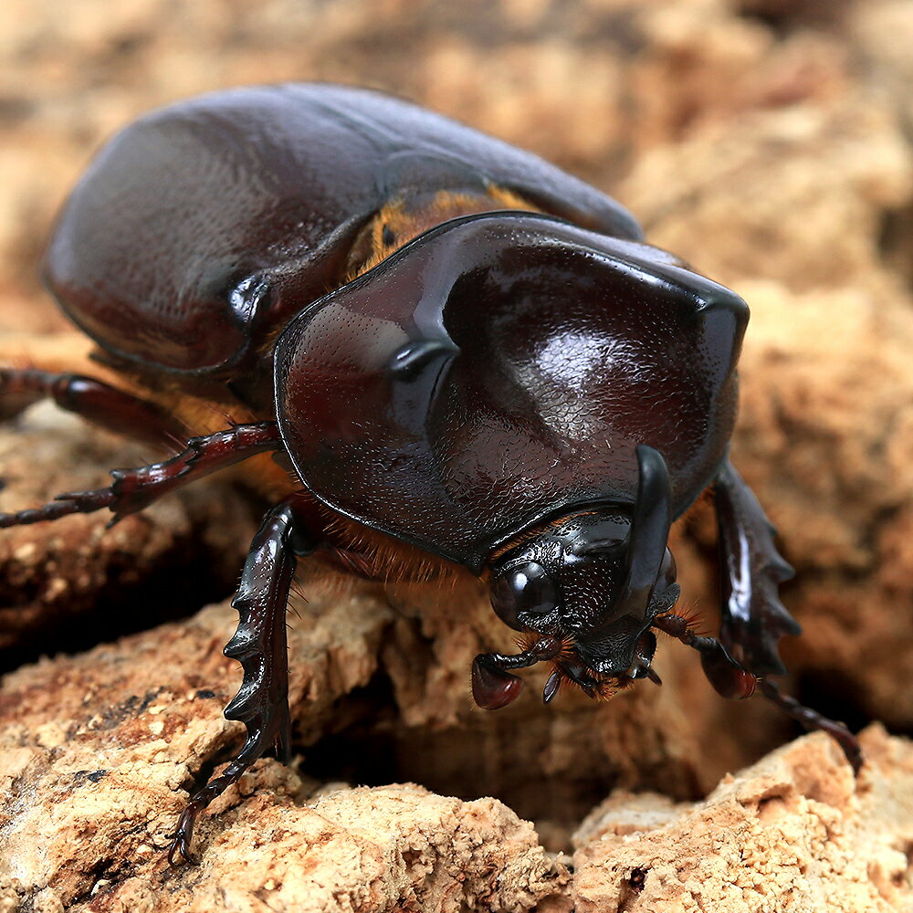 Rhinoceros Beetle - （昆虫）クリイロムナクボサイカブト　チェンマイ産　成虫　WD　サイズフリー（1ペア）　北海道・九州航空便要保温