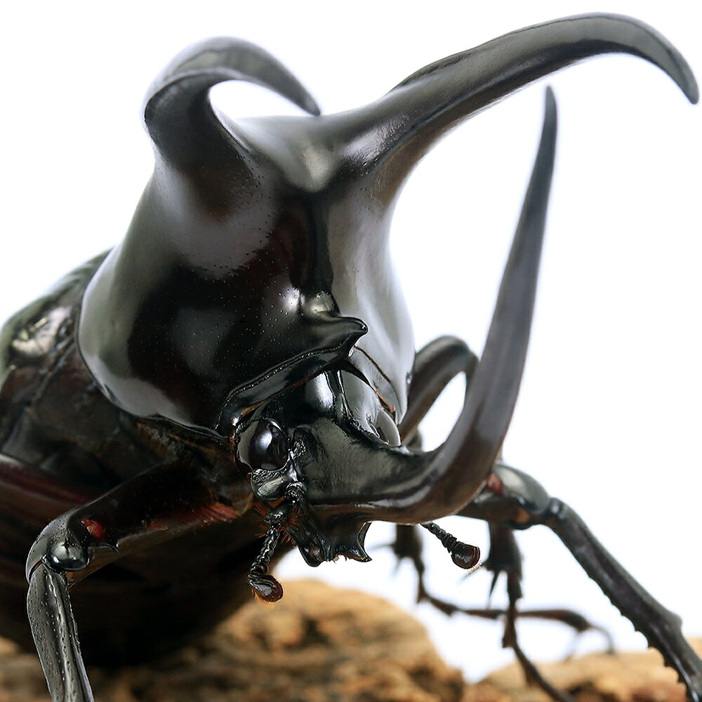 （昆虫）モーレンカンプオオカブトムシ　ボルネオ産　成虫　WD　90〜94mm（1ペア）　北海道・九州航空便要保温