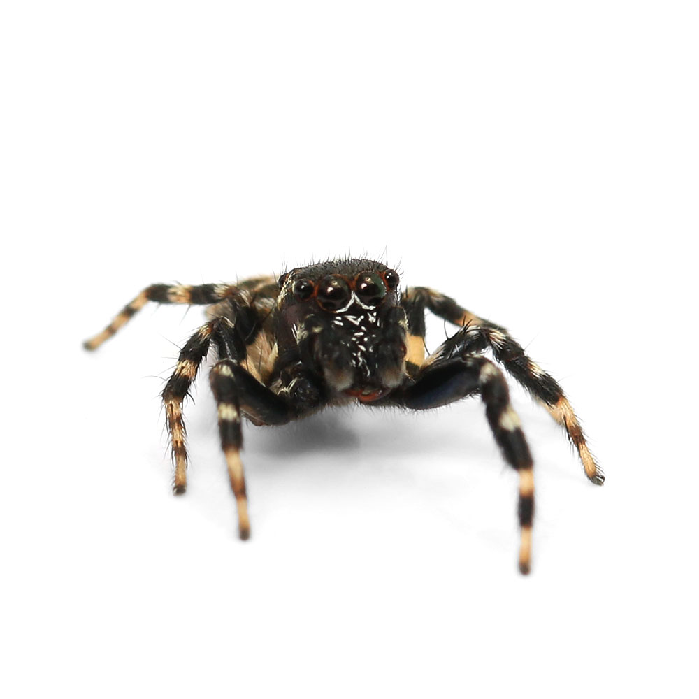 （昆虫）ツルギハエトリグモ　オス　WD（1匹）