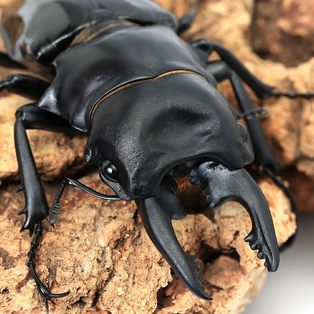 （昆虫）ルディカツヤクワガタ　ミンドロ産　成虫　WD　70〜74mm（1ペア）