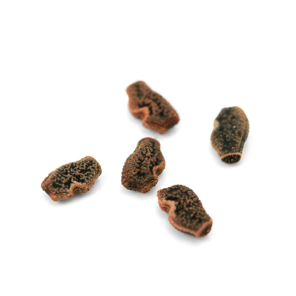 （昆虫）ナナフシモドキの卵　5個入り（1カップ）