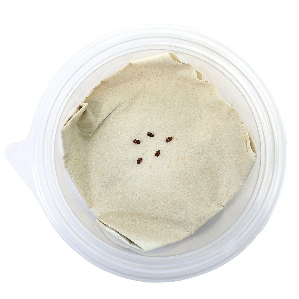 （昆虫）ナナフシモドキの卵　5個入り（1カップ）