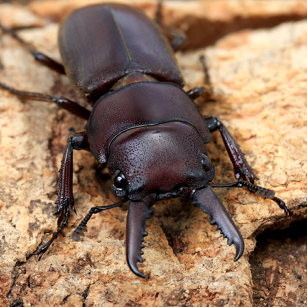 （昆虫）ティグリヌスノコギリクワガタ　ボルネオ産　成虫　サイズフリー（1ペア）