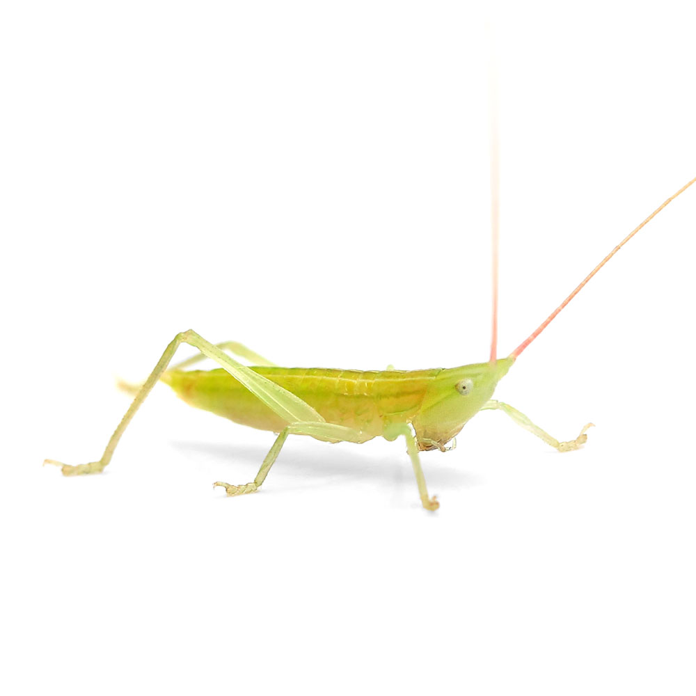 （昆虫）クビキリギス　幼虫　CB（3匹）