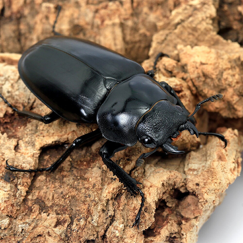 （昆虫）（メス単品）ギラファノコギリクワガタ（亜種ケイスケ）フローレス産　成虫　サイズフリー（1匹）