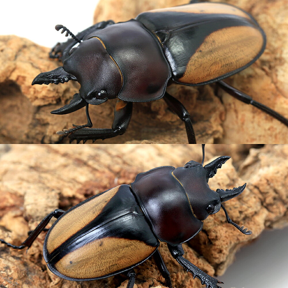 （昆虫）マルギナトゥスマルバネクワガタ（亜種パリー）タイ産　成虫　WD　30〜39m...