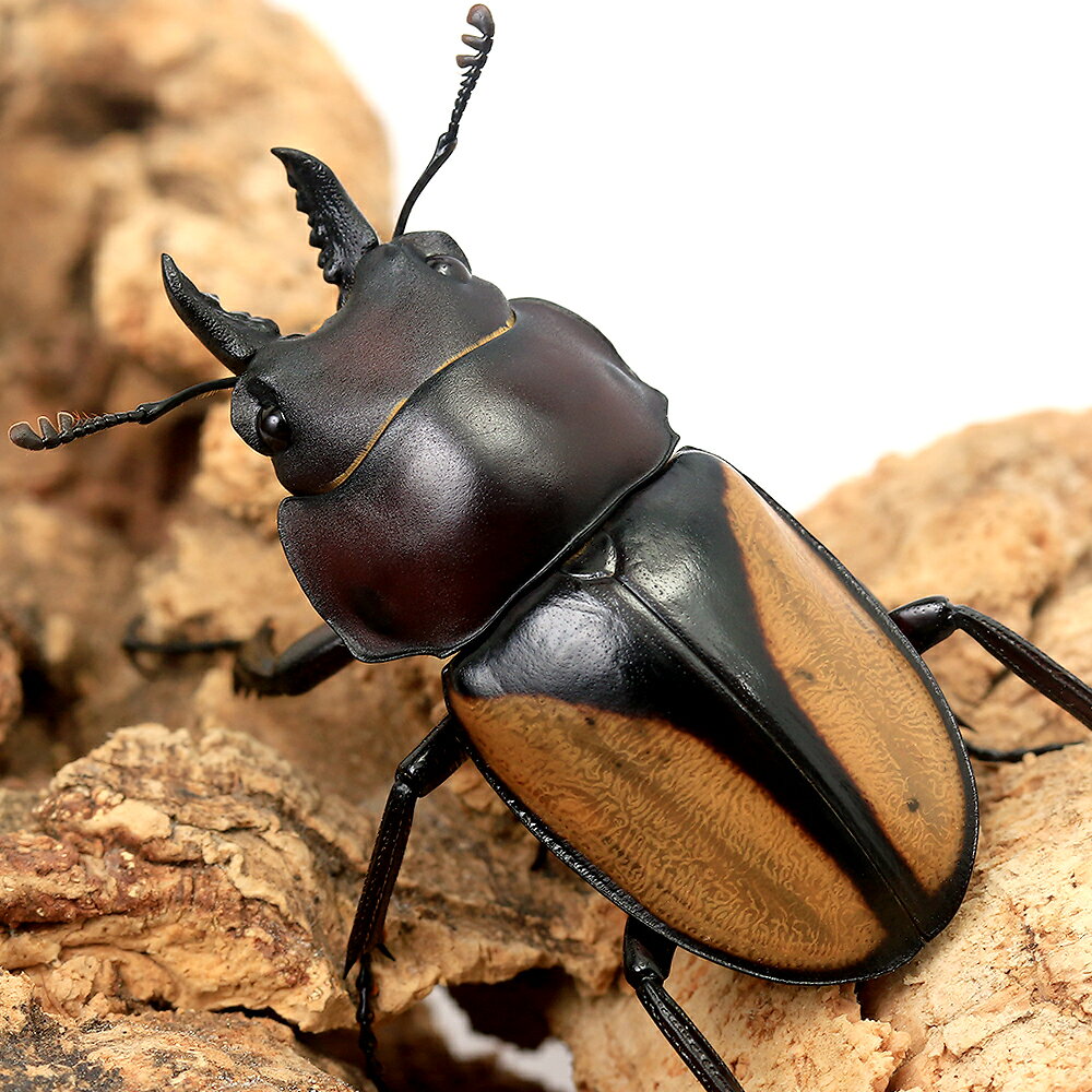 （昆虫）マルギナトゥスマルバネクワガタ（亜種パリー）タイ産　成虫　WD　30〜39m...