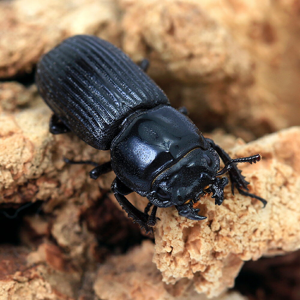 （昆虫）オブロングスヒョウタンクワガタ　東ジャワ　イジェン産　成虫　フリーサ...