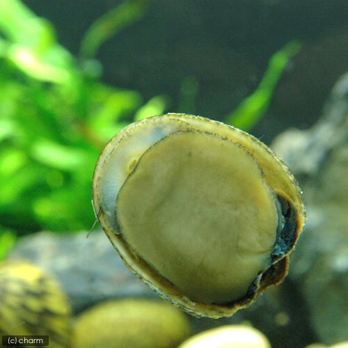 �ʥ��ӡ����˥եͥ��޳���1ɤ�ˡ��̳�ƻ���彣�Ҷ������ݲ�