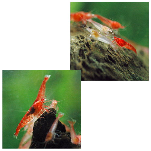 �ʥ��ӡ˥ۥ��ۥ�������סʥԥ�����������סˡ�1ɤ�ˡ��̳�ƻ���彣�Ҷ������ݲ�