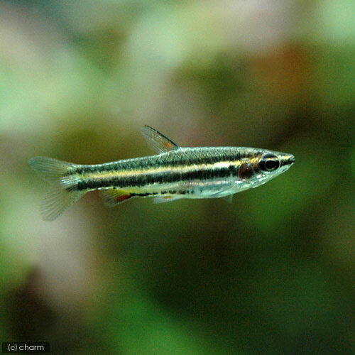 ��Ǯ�ӵ��˥ޥ��ʡ��������ڥ󥷥�ե��å����1ɤ�ˡ��̳�ƻ���彣�Ҷ������ݲ�