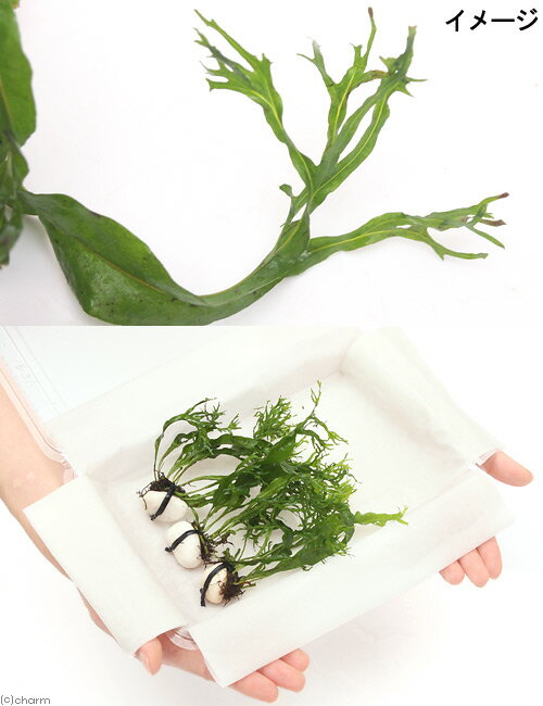 �ʿ�������ա��ߥ������ꥦ�ࡡ������ǥ����ա�3�ġ�