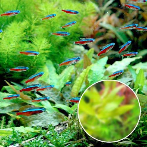 （熱帯魚）（水草）カージナルテトラ（ワイルド）（20匹）＋おまかせ有茎草　10本　北海道・九州航空便 ...