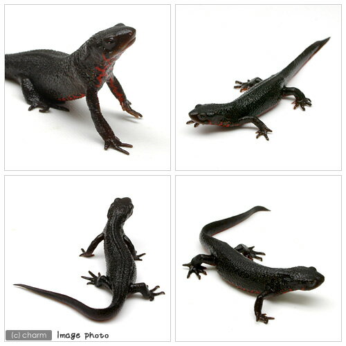 ��ξ����˥����ϥ饤��ꡡWC���Ρ�1ɤ�ˡ��̳�ƻ���彣�Ҷ������ݲ�