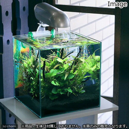 （水草）小型水槽向け　水草12種レイアウトセット　説明書付