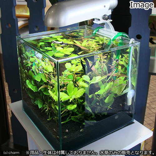（水草）小型水槽向け　水草12種レイアウトセット　説明書付