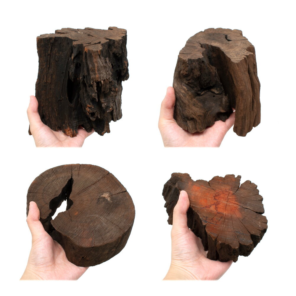 ������Ǥ�����ѹ��ߺѤߡ��ڤ���ɥ�եȥ��åɡ�XL����������12��17cm�ˡ�High�����סʹ⤵��10��15cm�ˡ�1�ܡ�����������