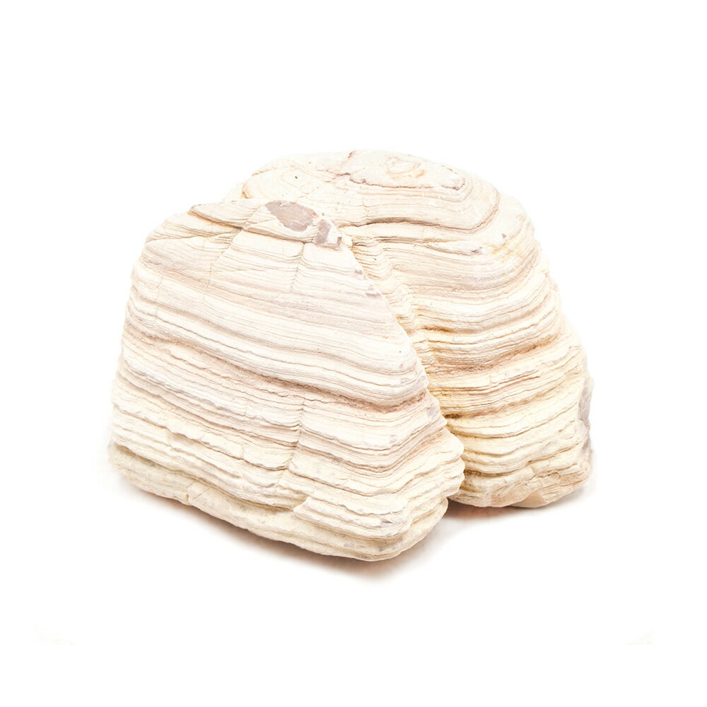 形状お任せ　淡層石　Sサイズ（約8〜13cm）　1個　アクアリウム　レイアウト素材　関東当日便