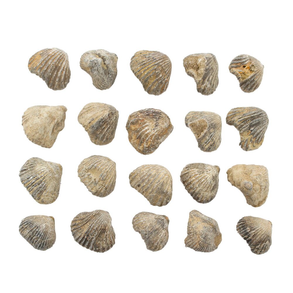 ������Ǥ��������å�������­��ʥ�󥳥ͥ�ˤβ��С�S��1�ġ��򰡵������С�����������