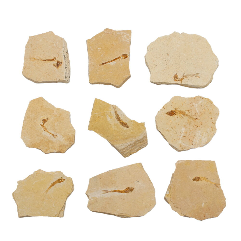 ������Ǥ�����֥饸�롡�����顼���������β��С�1�ġ��򰡵������С�����������