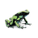 (両生類)マダラヤドクガエル カプルガナ“capurugana”(1匹) 北海道・九州航空便要保温