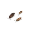 (生餌)ホソワラジムシ 50匹