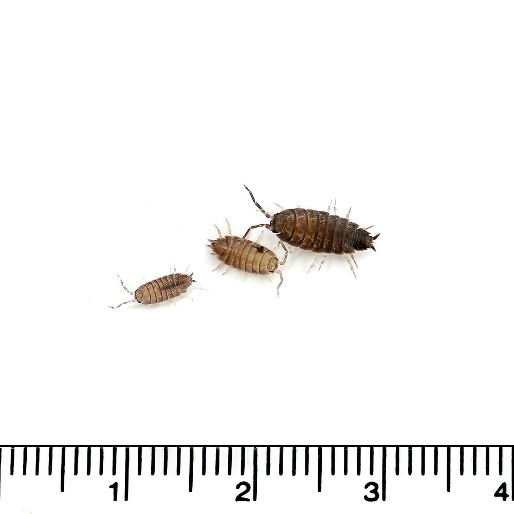 �����¡˻����ݾڤʤ����ۥ���饸�ॷ��100ɤ���̳�ƻ���彣�Ҷ������ݲ�