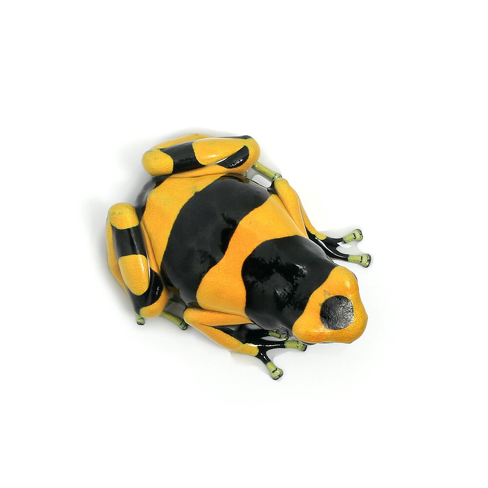 ��ξ����˥����ӥ�ɥ������롡�����ʡ��Х�ɡ�guyana��banded�ɡ�1ɤ�ˡ��̳�ƻ���彣�Ҷ������ݲ�