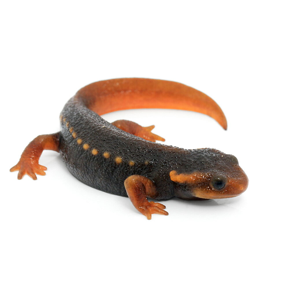 ξ˥ᥤܥꡡCBΡS1ɤˡ̳ƻҶݲ