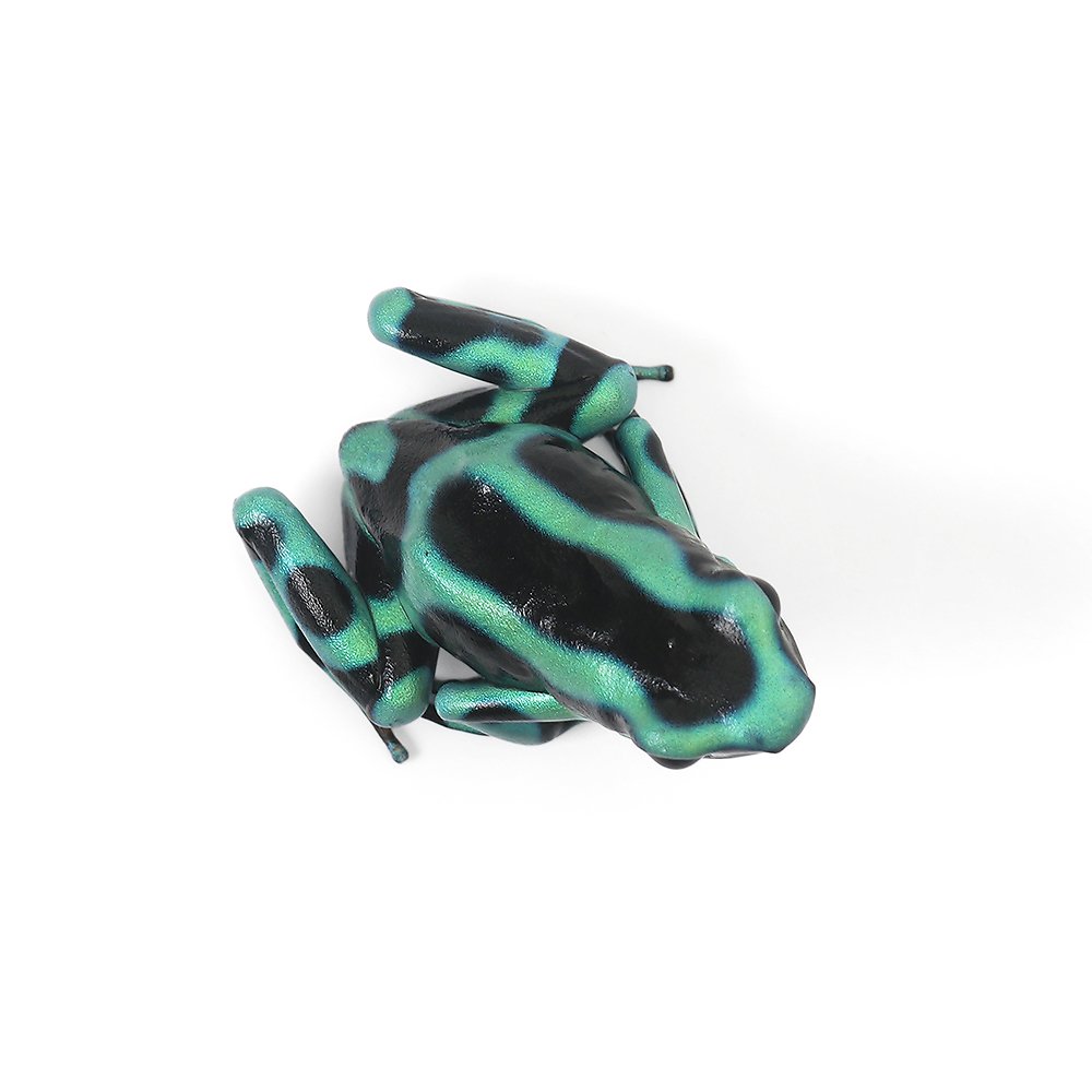 ��ξ����˥ޥ����ɥ������롡�������ꥫ�����꡼����֥�å���costa��rican��green��black�ɡ�1ɤ�ˡ��̳�ƻ���彣�Ҷ������ݲ�