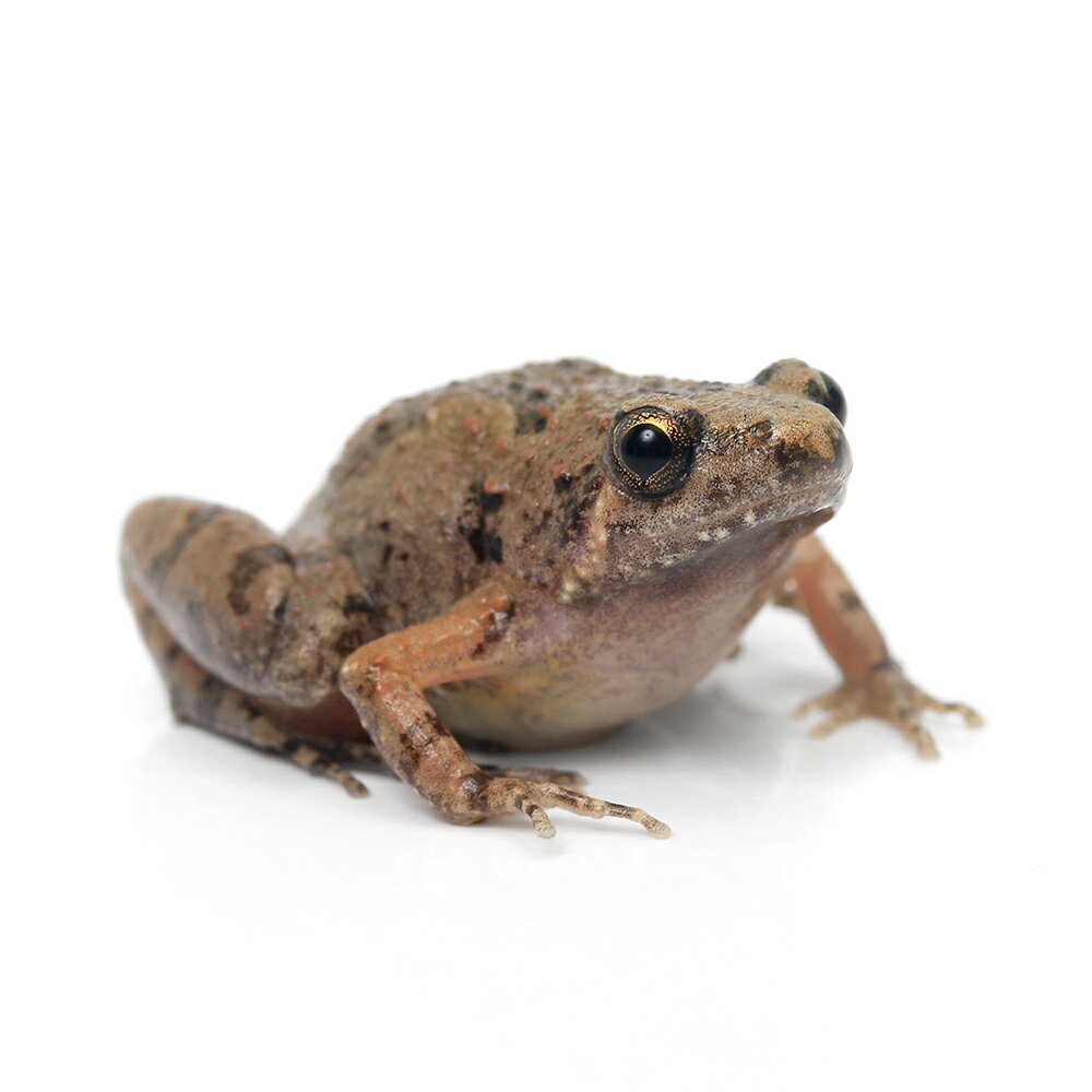 ξ˥եڥҥᥢޥ1ɤˡ̳ƻ彣Ҷݲ