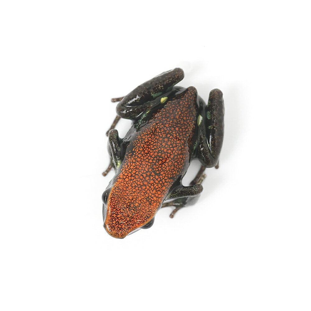 ��ξ����˥Х���󥮥���ɥ��������1ɤ�ˡ��̳�ƻ���彣�Ҷ������ݲ�