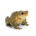 (両生類)ミヤコヒキガエル 南大東島産 CB個体 Mサイズ(3匹) 北海道航空便要保温