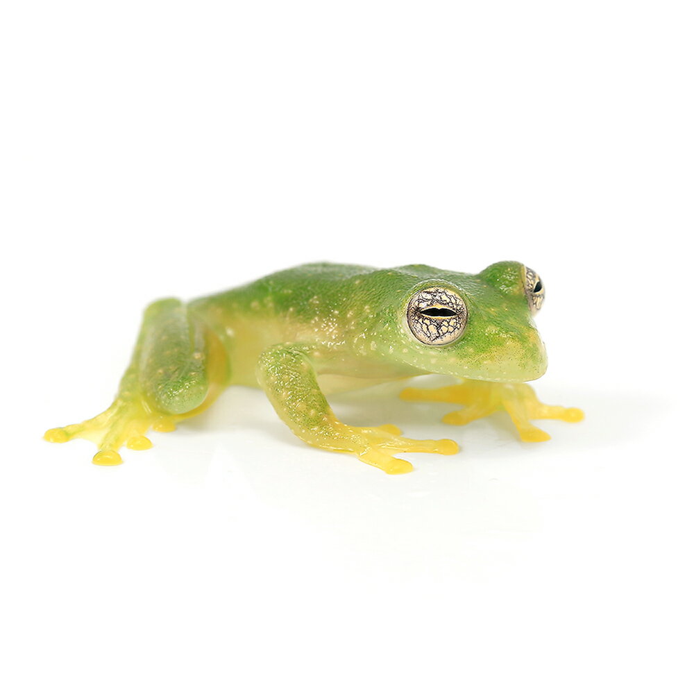 ξ˥ѥ顼ޥɥʥꥭޥɥˡCBΡM1ɤˡ̳ƻ彣Ҷݲ