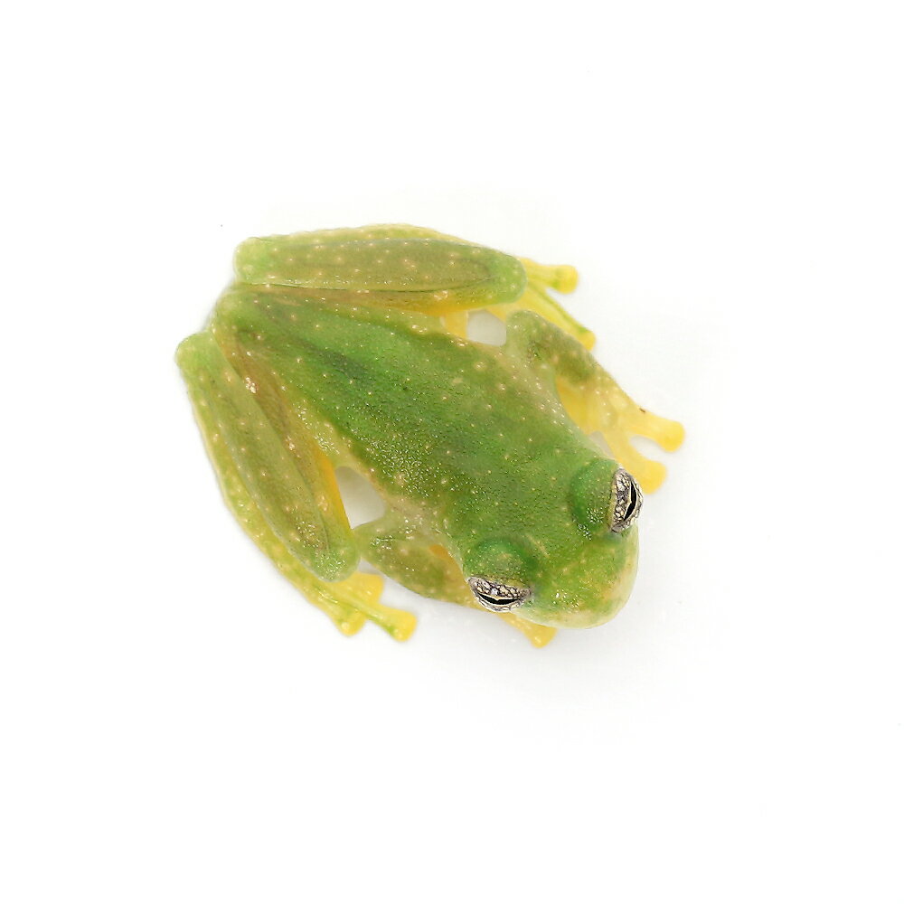 ��ξ����˥ѥ�����顼�����ޥ������ɥ��ʥ��ꥭ�����ޥ������ɥ��ˡ�CB���Ρ�M��������1ɤ�ˡ��̳�ƻ���彣�Ҷ������ݲ�