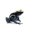 (両性類)アイゾメヤドクガエル ノーザン・バカウス 'Northern Bakhuis' 北海道・九州航空便要保温