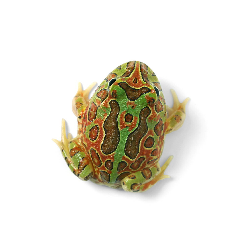 ��ξ����˰���ʪ�����㥳��ĥΥ�����ʥ��㥳������ߥ٥�ĥΥ������CB���Ρ�811010����1ɤ�ˡ��̳�ƻ���彣�Ҷ������ݲ�