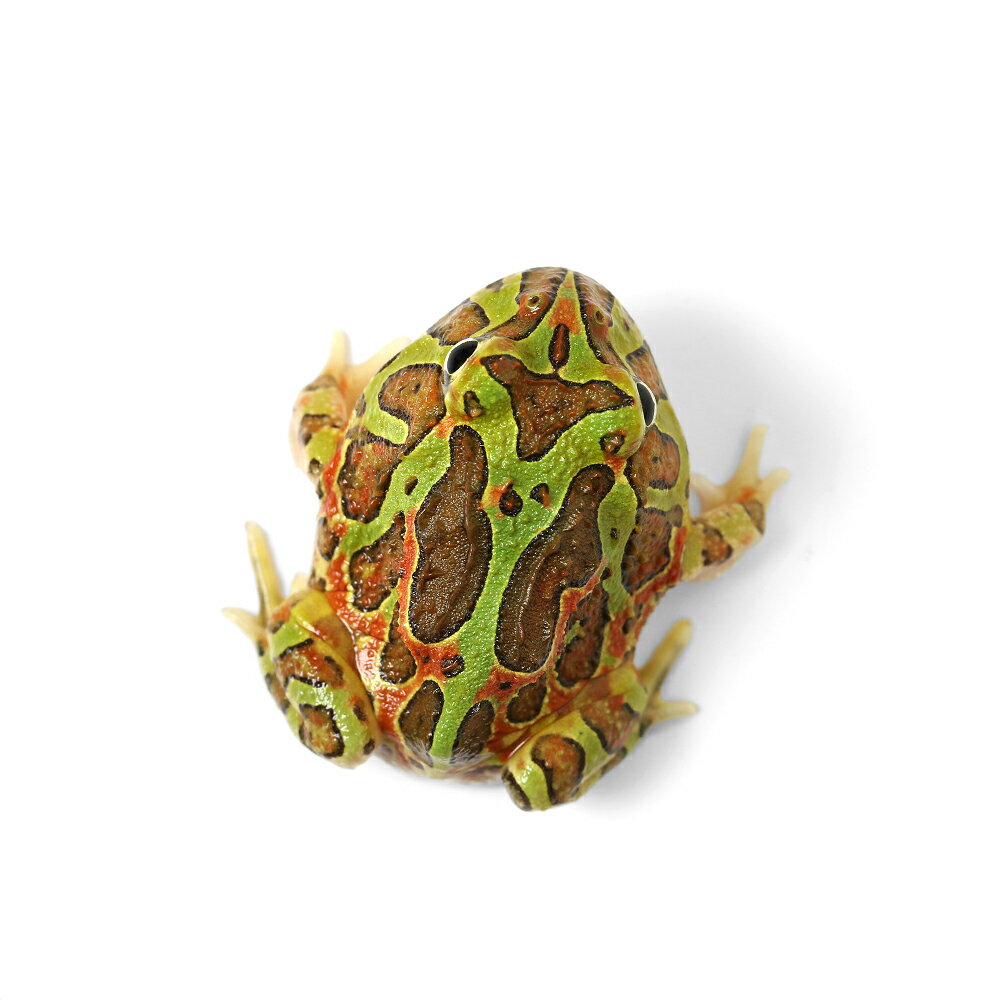 ��ξ����˰���ʪ�����㥳��ĥΥ�����ʥ��㥳������ߥ٥�ĥΥ������CB���Ρ�811012����1ɤ�ˡ��̳�ƻ���彣�Ҷ������ݲ�