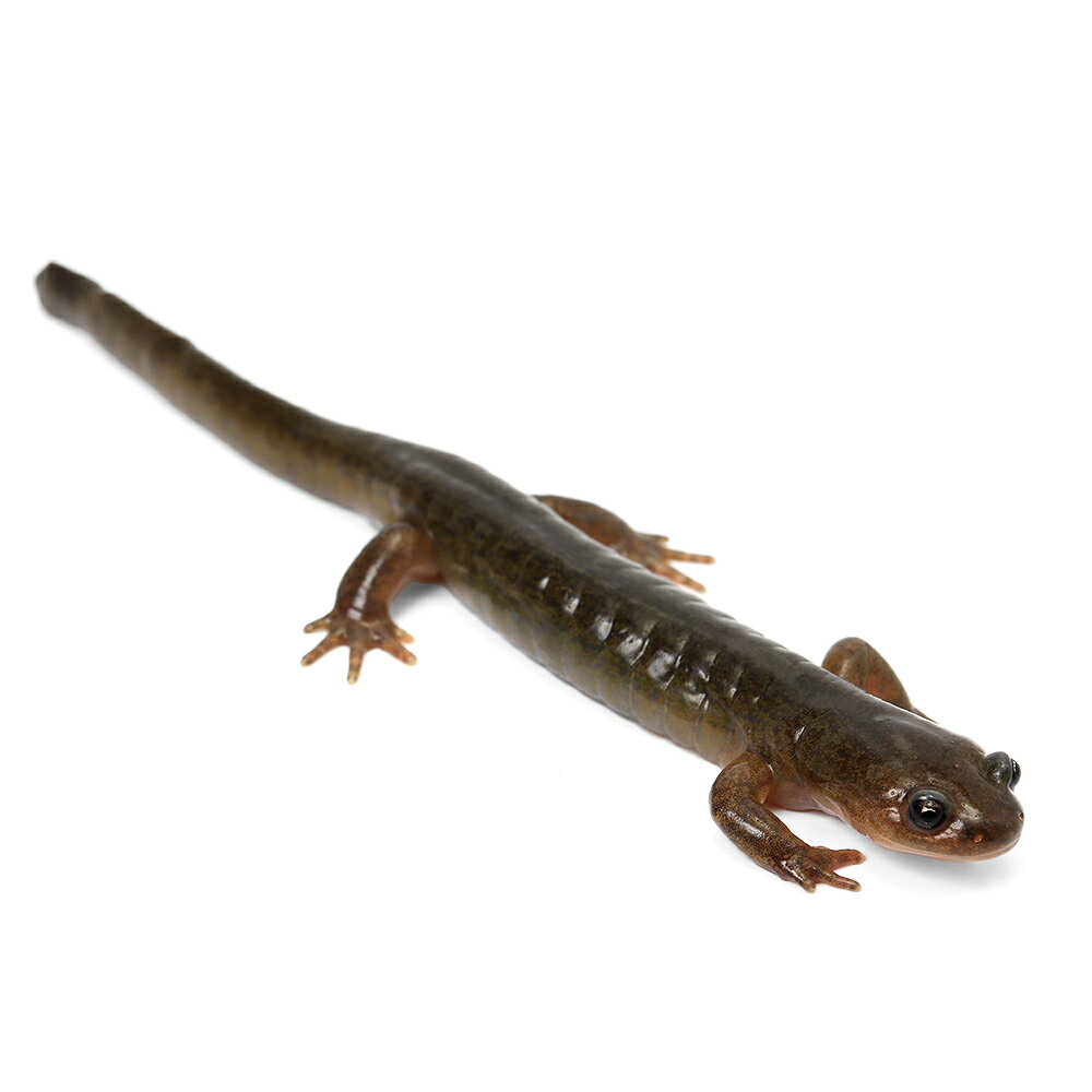 （両生類）ゴリサンショウウオ　CB個体　（1匹）　北海道航空便要保温...