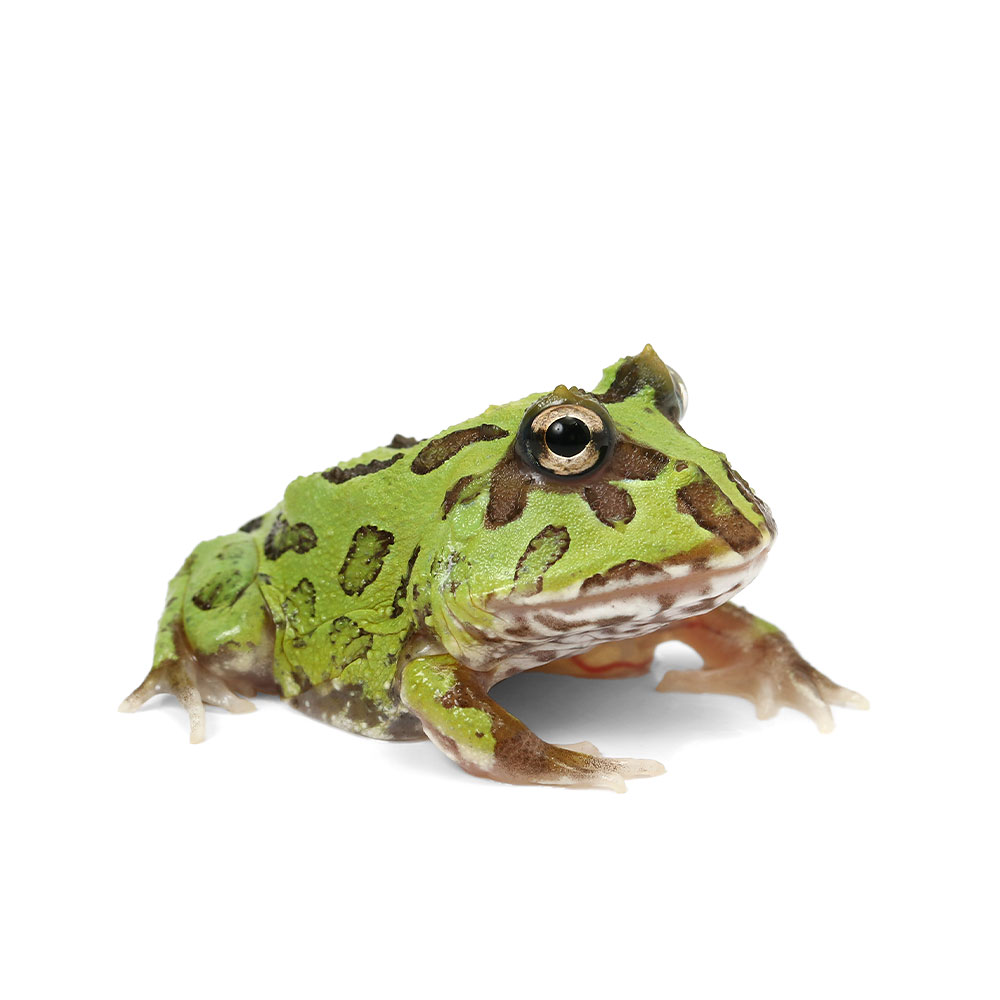 楽天市場】クランウェルツノガエル（生体｜爬虫類・両生類）：ペット