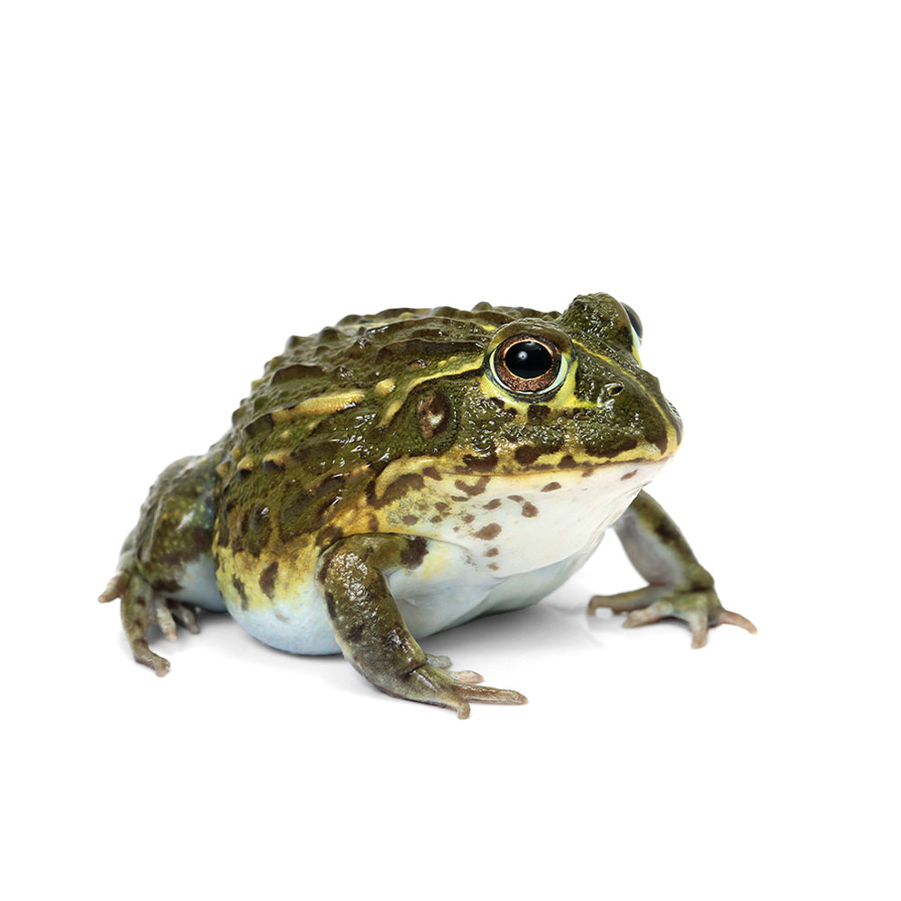 （両生類）一点物　アフリカウシガエル　CB個体811301（1匹）