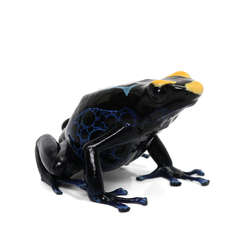 （両生類）一点物　アイゾメヤドクガエル　トゥルー　シパリウィニ“true　sipaliwini”　CB個体811303（1匹）